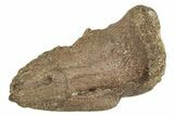 Fossil Pachycephalosaurid Ungual (Claw) - Montana #231238-1